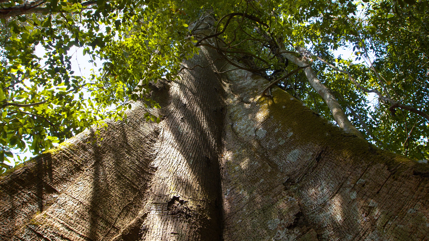 CULTURAS DA TERRA – BIOMA AMAZÔNIA